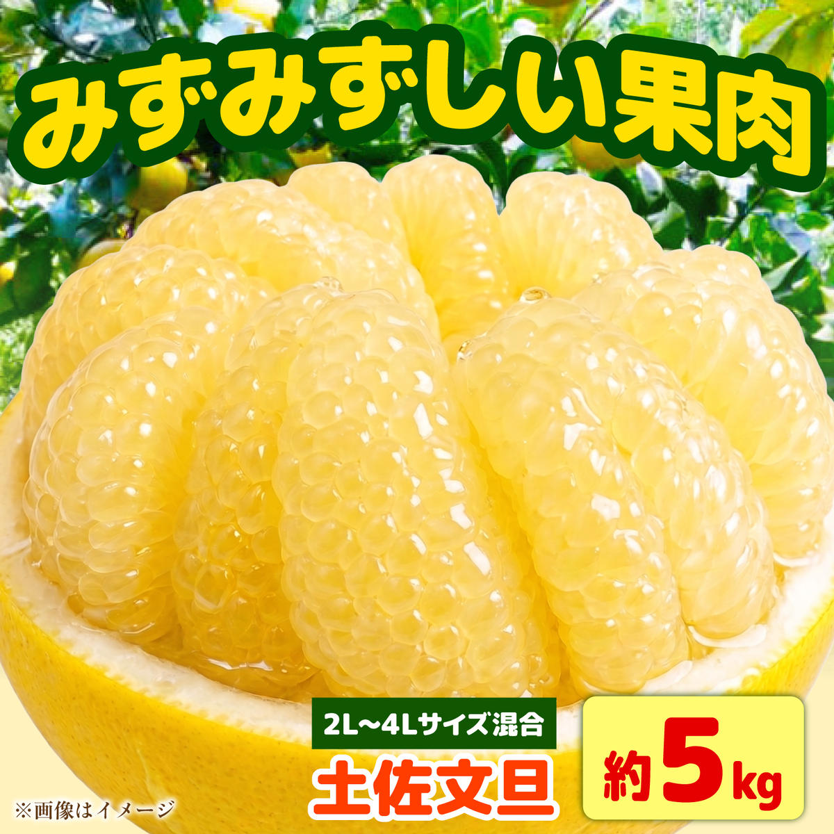 【先行予約】土佐文旦 大玉 家庭用 約5kg（2L～4Lサイズ混合：8玉～12玉） 先行予約 数量限定 文旦 ぶんたん ブンタン 5キロ 柑橘 フルーツ 果物 ご当地 お取り寄せ 土佐 高知＜2027年1月下旬から順次発送＞【玉木農園】