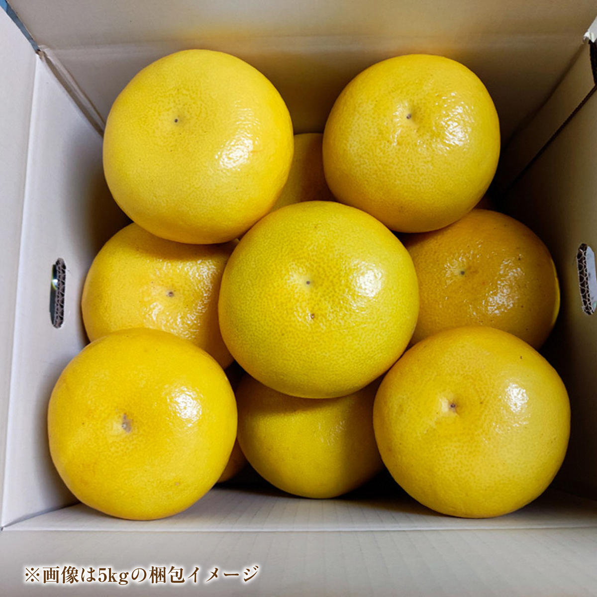 【先行予約】土佐文旦 大玉 家庭用 約5kg（2L～4Lサイズ混合：8玉～12玉） 先行予約 数量限定 文旦 ぶんたん ブンタン 5キロ 柑橘 フルーツ 果物 ご当地 お取り寄せ 土佐 高知＜2027年1月下旬から順次発送＞【玉木農園】