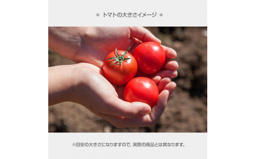 ＜2026年1月下旬より発送＞あまいこトマト 約1kg 