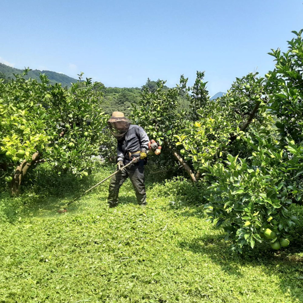 土佐水谷農園の露地土佐文旦 家庭用約5キロ 大小混合（L - 上限なし：8玉前後） 訳あり 