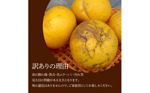 土佐水谷農園の露地土佐文旦 家庭用約5キロ 大小混合（L - 上限なし：8玉前後） 訳あり 