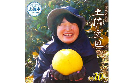 土佐水谷農園の露地土佐文旦 約10キロ