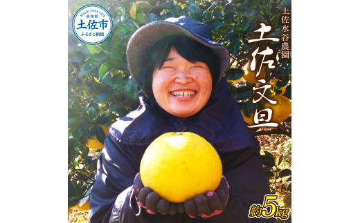 本場、高知県土佐市産！土佐水谷農園の露地土佐文旦 約5キロ 5kg（3L - 5L ） 文旦 ぶんたん ブンタン 土佐文旦 柑橘 フルーツ 果物 ご当地 お取り寄せ 土佐 高知