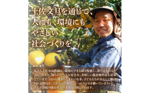 本場、高知県土佐市産！土佐水谷農園の露地土佐文旦 約5キロ 5kg（2L - 4L 8玉前後） 文旦 ぶんたん ブンタン 土佐文旦 柑橘 フルーツ 果物 ご当地 お取り寄せ 土佐 高知