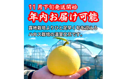 先行予約〈土佐文旦の藤岡〉厳選 温室土佐文旦 3kg (5 - 6玉）文旦 ぶんたん ブンタン 土佐文旦 ハウス栽培 甘い 柑橘 フルーツ 果物 ご当地 お取り寄せ