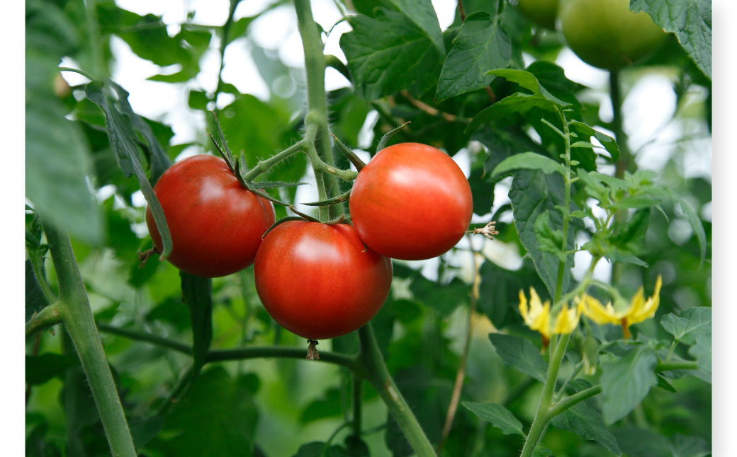 フルーツトマト食べくらべセット 1.5kg 