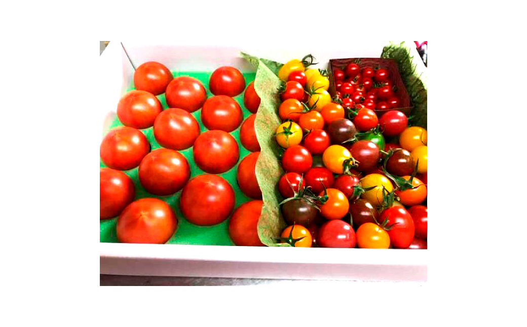 フルーツトマト食べくらべセット 1.5kg 