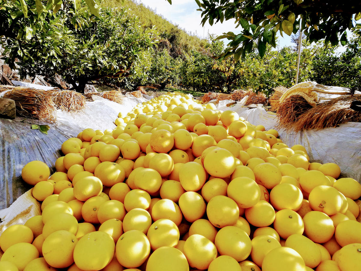 【先行予約】マルツジ果樹園の土佐文旦訳あり品（約10kg）訳あり 16～22個 家庭用 傷