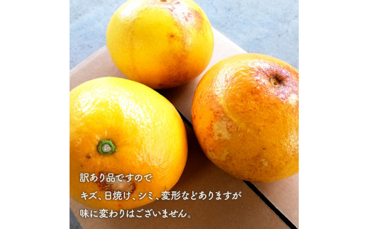 マルツジ果樹園の土佐文旦訳あり品（約5kg） 訳あり 文旦 土佐文旦 ぶんたん ブンタン 期間限定 数量限定  2L～4Lサイズ 7～11個 果物 柑橘 フルーツ 高知県産【マルツジ果樹園】 [BQAN005]