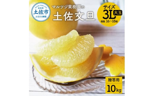 文旦 約10kg 大玉 土佐文旦 ぶんたん ブンタン 期間限定 数量限定 3Lサイズ 16～18個 果物 柑橘 フルーツ 高知県産 土佐市産 贈答用 ギフト 美味しい おいしい  高知 マルツジ果樹園の土佐文旦 贈答用