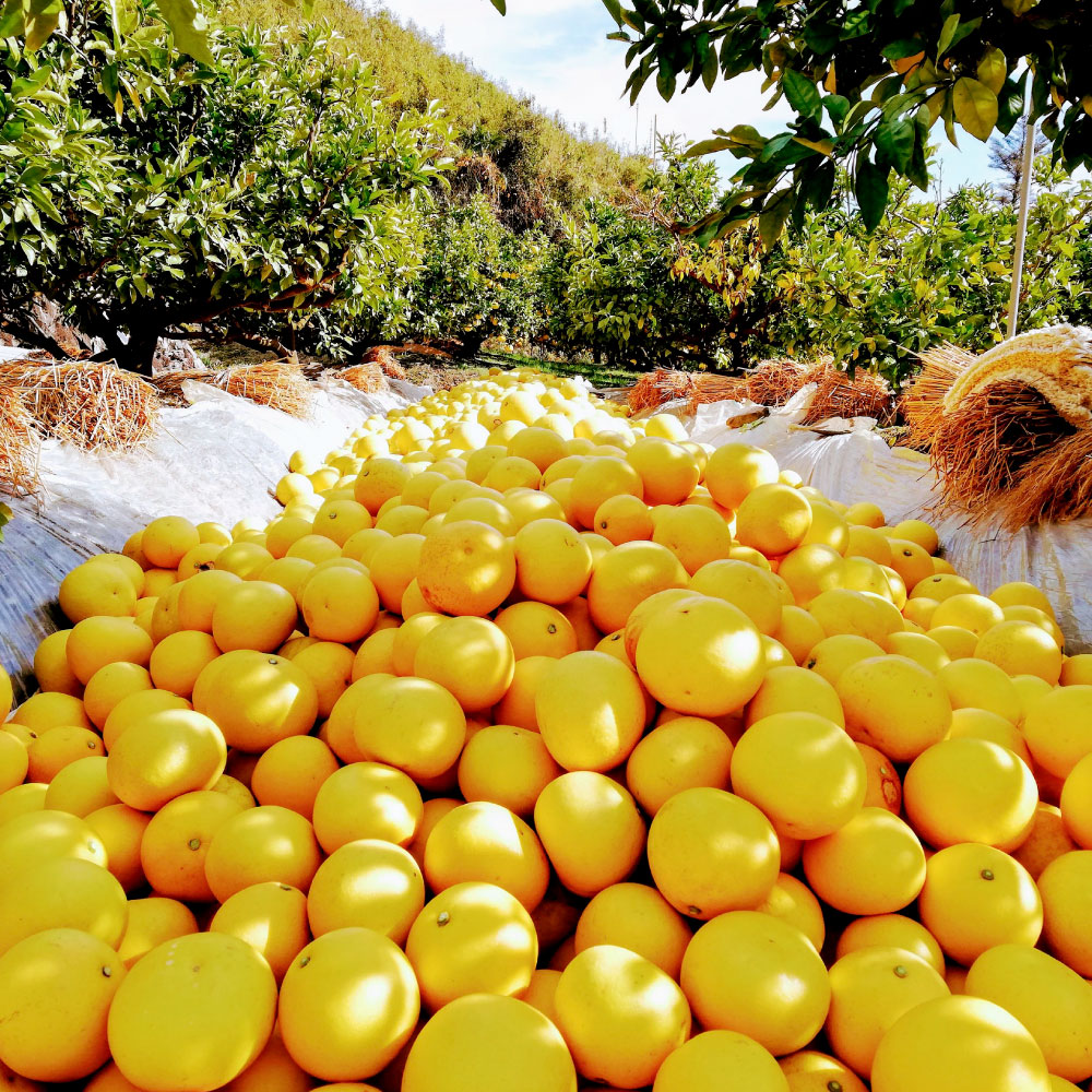 【先行予約受付】文旦 約10kg 大玉 家庭用 サイズ3L 16～18個 産 ご自宅用