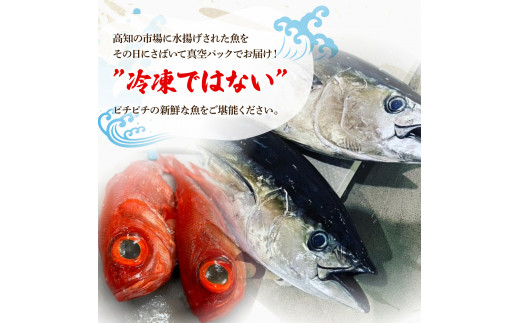 ＜12回定期便＞違いの分かる鮮魚店店長が送る 高知のお魚定期便！！お申込翌月より12回お届け お楽しみ 定期便 魚 海鮮 魚介 カツオのタタキ 鰹 タイ カンパチ ウツボ 12ヶ月 定期コース 毎月