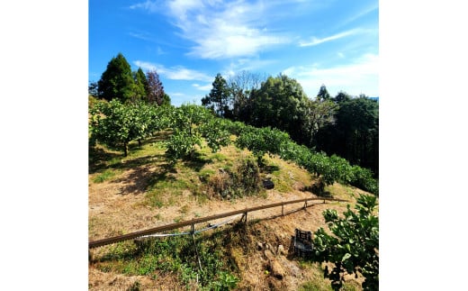 石元農園の土佐文旦　家庭用　約１０キロ（１４～２２玉） 期間限定 先行予約 土佐文旦 文旦 10kg ブンタン ぶんたん 果物 柑橘 フルーツ 高知県産 家庭用 傷 汚れ 美味しい おいしい