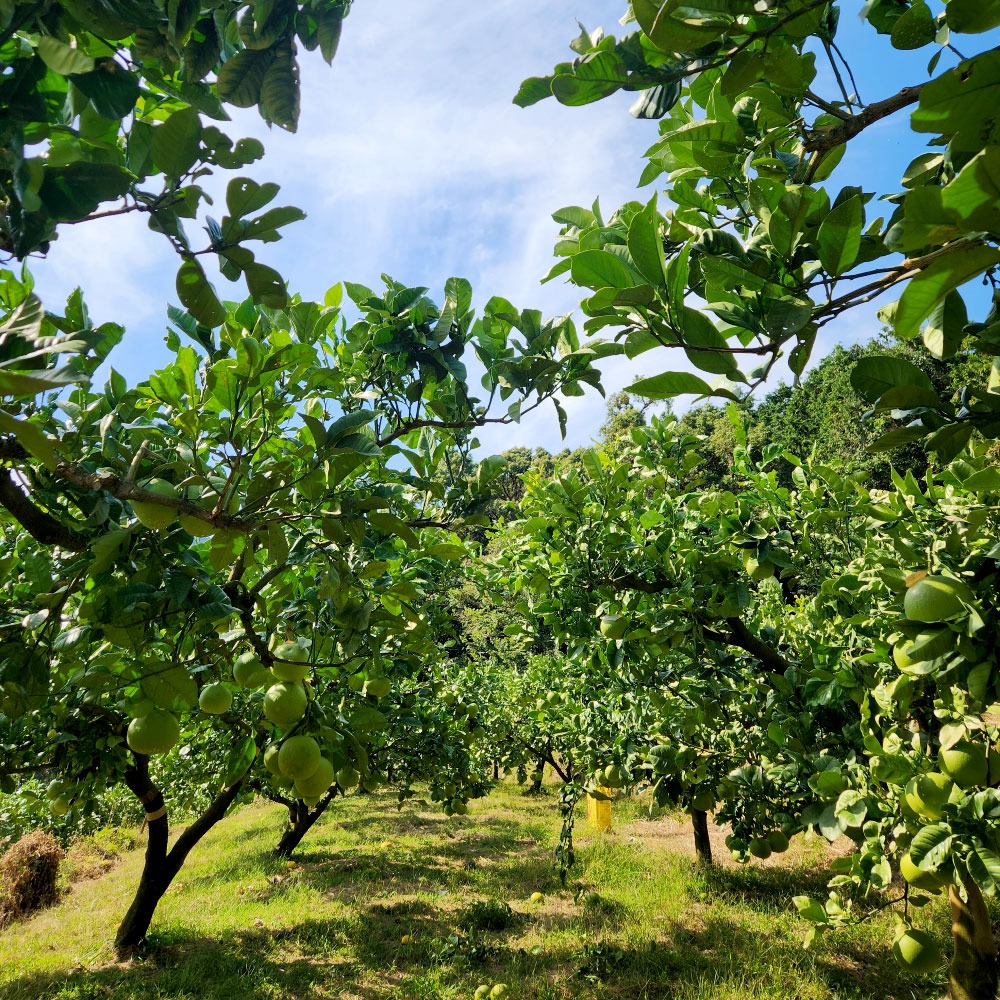 石元農園の土佐文旦 家庭用 約５キロ（７～１２玉） 期間限定 先行予約 