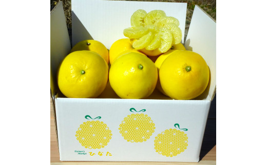 『南国高知からの贈り物』土佐文旦 6kg 