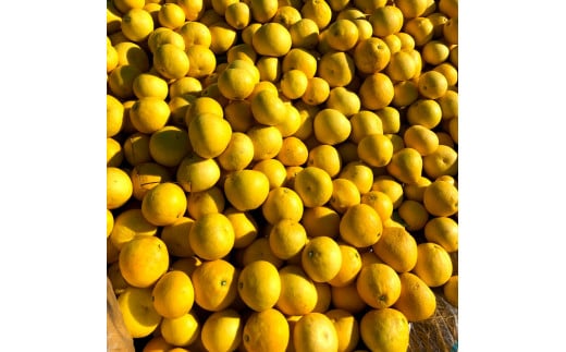 『南国高知からの贈り物』土佐文旦 【訳あり（家庭用）】3kg 5玉～7玉入