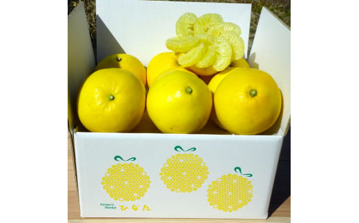『南国高知からの贈り物』土佐文旦 【訳あり（家庭用）】3kg 5玉～7玉入
