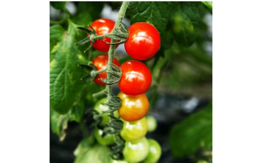 カラフルミニトマトの宝石箱 （約2kg） 