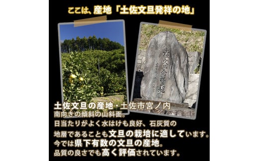 ＼果樹園直送／土佐文旦 約10kg 大玉・特大玉〈特選品贈答用〉果物 柑橘 フルーツ ぶんたん ブンタン 分担 高知県土佐市 お取り寄せ 産地直送 おいしい 美味しい 返礼品 白木果樹園