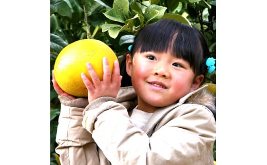 【先行予約】高知県土佐市産 楠瀬さんの土佐文旦 贈答用大玉 約5kg 期間限定 3L～4Lサイズ 6～9玉