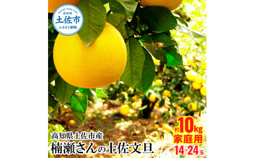 高知県土佐市産 楠瀬さんの土佐文旦 家庭用 約10kg 期間限定 高知 土佐 文旦 ぶんたん ブンタン 柑橘 みかん 果物 10キロ 14～24玉 フルーツ 旬 不揃い ご自宅用 常温