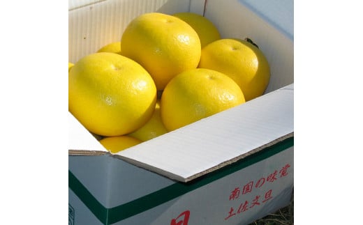 【先行予約】高知県土佐市産 楠瀬さんの土佐文旦 家庭用 約10kg 期間限定 14～26玉 ご自宅用