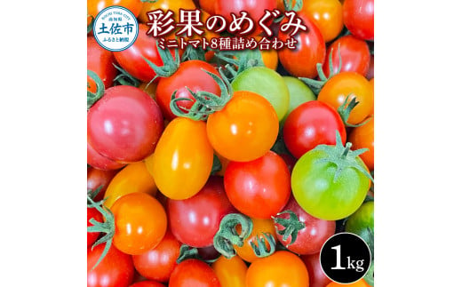 ＜2025年1月より発送＞彩果のめぐみ 1kg ミニトマト とまと 詰め合わせ 新鮮野菜 トマト 美味しい 野菜 厳選 新鮮 夏野菜 サラダ ギフト 贈り物 数量限定 期間限定 フラガール ラブリーさくら 高知県 土佐市