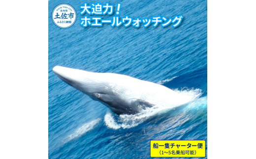 ホエールウォッチング  船一隻チャーター便相当 40000円分クーポン1～5名乗船可能 チャーター便 貸し切り レジャー 体験型 アクティビティ 旅行 観光 遊ぶ クジラ くじら 鯨 イルカ 土佐湾 海 自然 親子 家族 友達