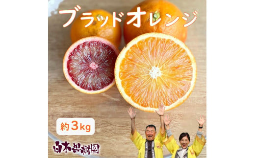 [先行予約]ブラッドオレンジ 約3kg [2027年2月中旬〜3月中旬頃発送] / 果物 柑橘 フルーツ オレンジ 高知県土佐市 お取り寄せ 産地直送 おいしい 美味しい 白木果樹園[白木果樹園] [BQAI042]