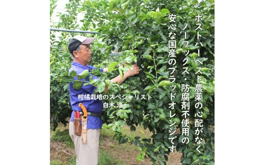 ブラッドオレンジ　約３kg　果物　柑橘　フルーツ　オレンジ　高知県土佐市　お取り寄せ 産地直送　おいしい 美味しい　白木果樹園