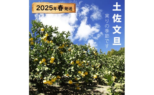 【果樹園直送】土佐文旦　2L中玉6個もしくは3L大玉5個入り　特選品贈答用　果物　柑橘　フルーツ　ぶんたん　ブンタン　分担　高知県土佐市　お取り寄せ 産地直送　おいしい 美味しい　返礼品　白木果樹園