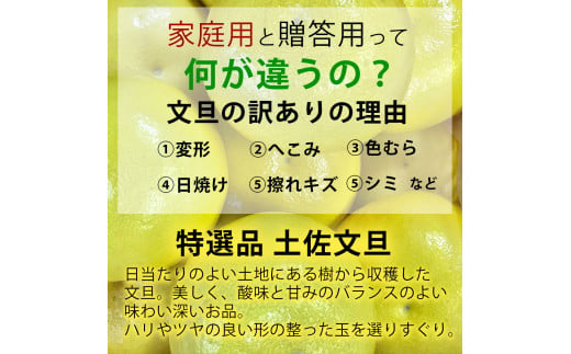 【果樹園直送】土佐文旦　2L中玉6個もしくは3L大玉5個入り　特選品贈答用　果物　柑橘　フルーツ　ぶんたん　ブンタン　分担　高知県土佐市　お取り寄せ 産地直送　おいしい 美味しい　返礼品　白木果樹園