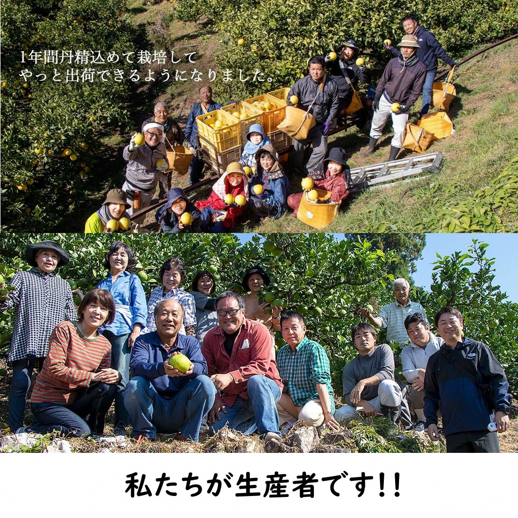 【先行予約】生産者直送 土佐文旦 約9.5kg [2L～4L] 家庭用 ＜2027年1月下旬より発送＞ 家庭用 文旦 柑橘 みかん フルーツ 果物  産地直送 お取り寄せ 人気 【土佐文旦産直協同組合】