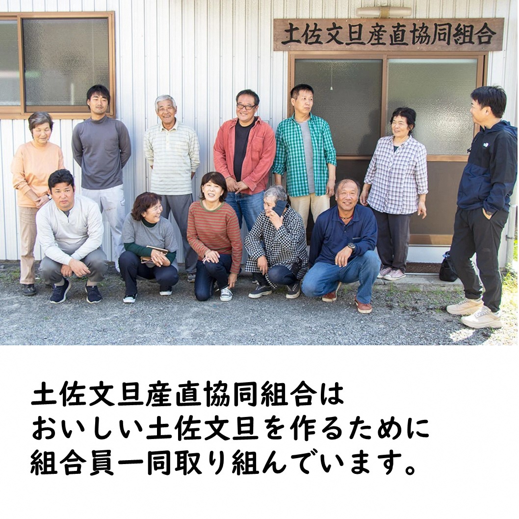 【先行予約】生産者直送 土佐文旦 約9.5kg [2L～4L] 家庭用 ＜2027年1月下旬より発送＞ 家庭用 文旦 柑橘 みかん フルーツ 果物  産地直送 お取り寄せ 人気 【土佐文旦産直協同組合】