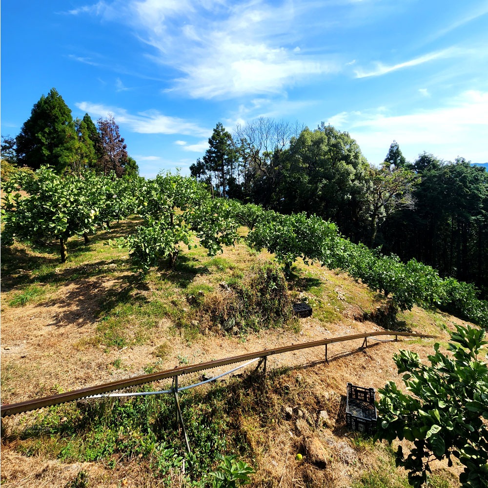 石元農園の土佐文旦 家庭用 約５キロ（７～１２玉） 期間限定 先行予約 