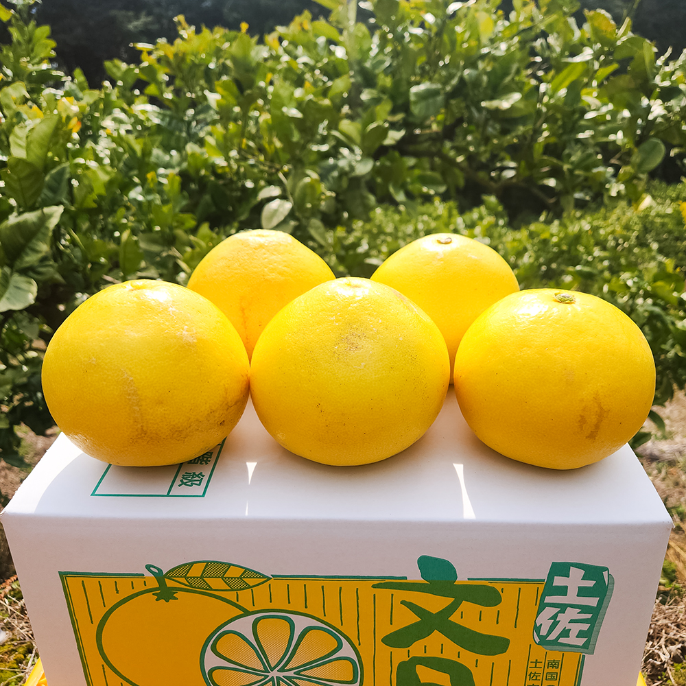 石元農園の土佐文旦 家庭用 約５キロ（７～１２玉） 期間限定 先行予約 