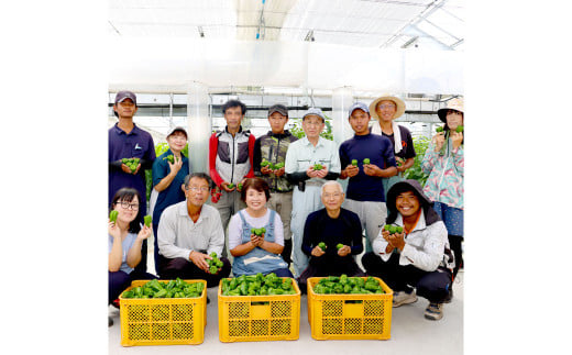 高知県産 植田ファームのこだわりピーマン 2kg ピーマン 新鮮野菜 サラダ 野菜 おかず 詰め合わせ 絶品 お取り寄せ 美味しい 料理 おうちごはん 新鮮 大容量 消費 国産 日本産