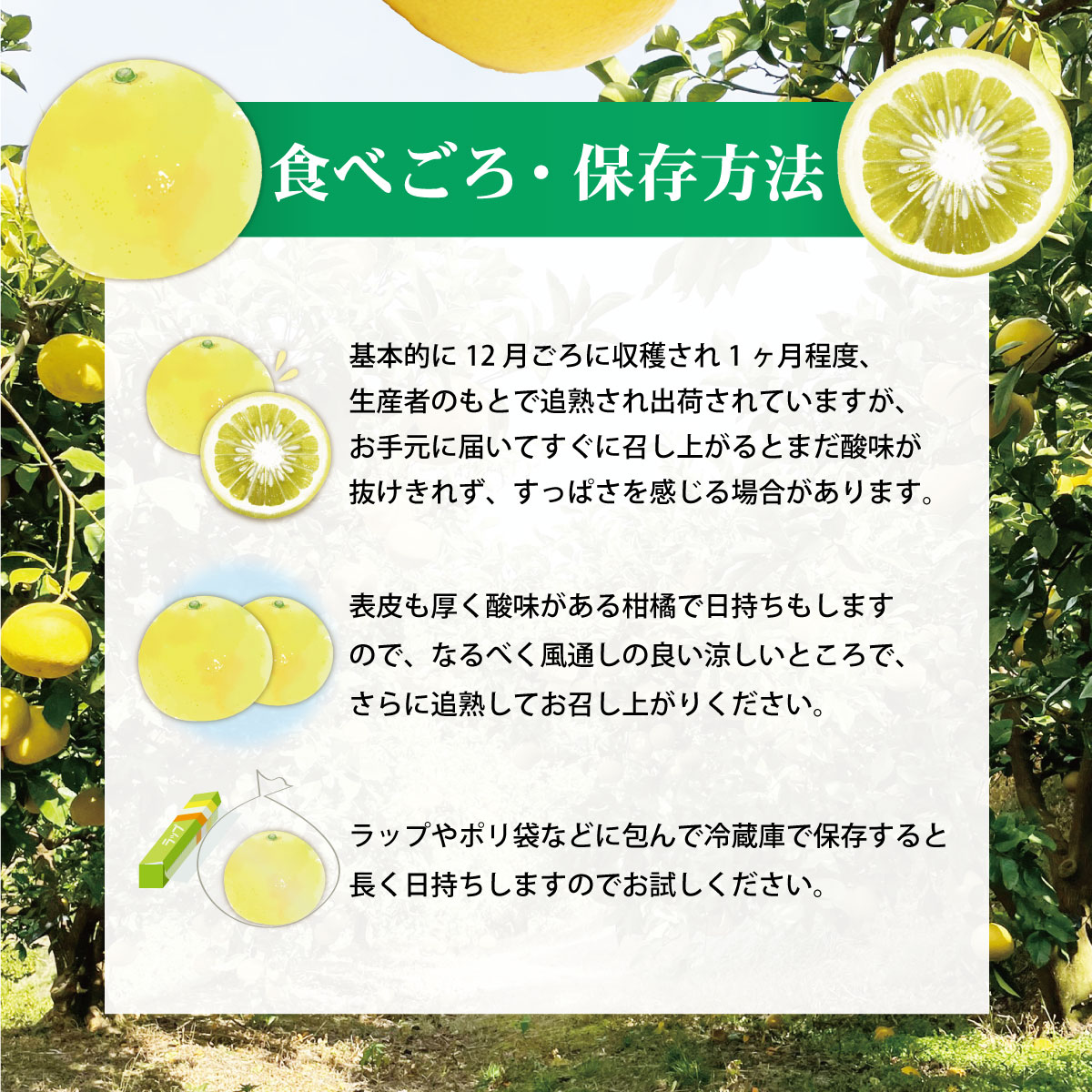 土佐文旦（ぶんたん）（小玉サイズ：Ｍ～Ｌ混合）約１０ｋｇ 約25～30玉 