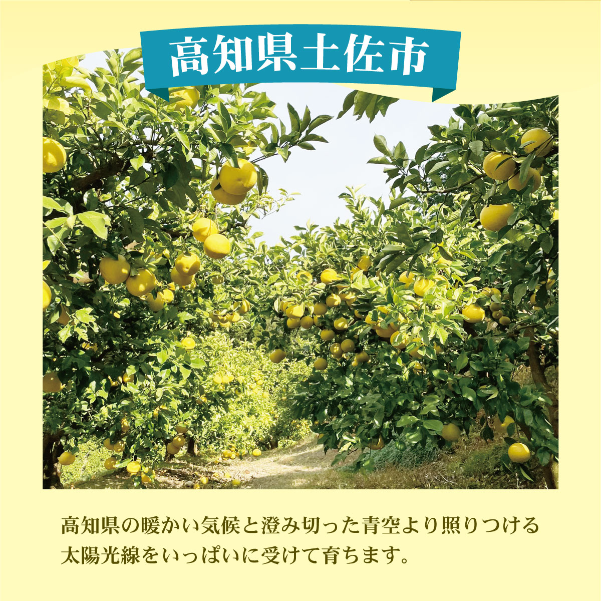 【訳あり】土佐文旦（ぶんたん）家庭用（M～５Ｌ）約１０ｋｇ  約10～30玉