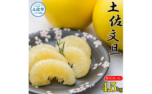 【先行予約】土佐文旦 特大(3L～4L) サイズ 約4.5kg 〈2027年2月〜発送〉 大玉 ぶんたん ブンタン 果物 くだもの 柑橘 フルーツ お取り寄せ 高知県 土佐市【株式会社種田農園】 [BQBW008]