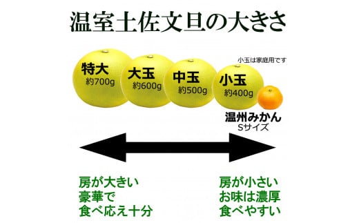 温室土佐文旦 Lサイズ 3個入り 柑橘皮むき器付き お得箱 ブンタン ぶんたん 土佐文旦 フルーツ 果物 くだもの 柑橘 旬 訳あり わけあり ご自宅用 ご家庭用 おいしい 甘い