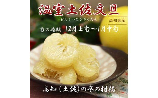 【先行予約】温室土佐文旦 2L～4L 約10kg（16～20個入り）〈2026年12月上旬～12月下旬頃〉/ 高糖度 温室 ブンタン ぶんたん 土佐文旦 ハウス文旦 約10キロ フルーツ 果物 くだもの 柑橘 旬 高知県 土佐市【白木果樹園】 [BQAI041]