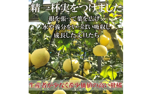 【先行予約】温室土佐文旦 2L～4L 約10kg（16～20個入り）〈2026年12月上旬～12月下旬頃〉/ 高糖度 温室 ブンタン ぶんたん 土佐文旦 ハウス文旦 約10キロ フルーツ 果物 くだもの 柑橘 旬 高知県 土佐市【白木果樹園】 [BQAI041]