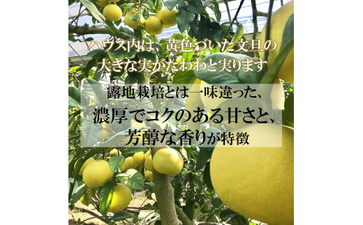 【先行予約】温室土佐文旦 2L～4L 約10kg（16～20個入り）〈2026年12月上旬～12月下旬頃〉/ 高糖度 温室 ブンタン ぶんたん 土佐文旦 ハウス文旦 約10キロ フルーツ 果物 くだもの 柑橘 旬 高知県 土佐市【白木果樹園】 [BQAI041]