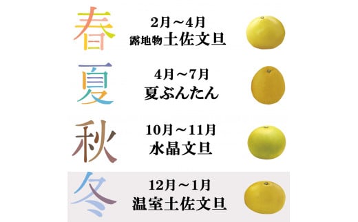 温室土佐文旦 L～3L 約6kg 約6キロ(10～14個入り) お得箱 ブンタン ぶんたん 土佐文旦 フルーツ 果物 くだもの 柑橘 旬 訳あり わけあり ご自宅用 ご家庭用 おいしい 甘い