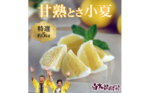 ＜先行予約＞甘熟とさ小夏 約5kg S～Lサイズ 特選品 贈答用