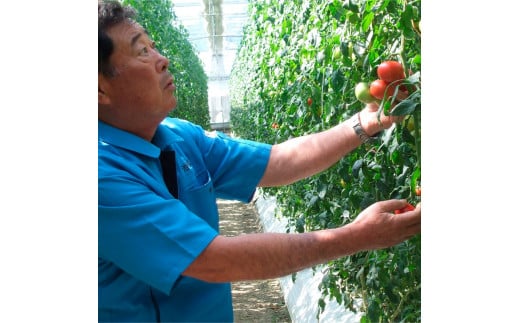 ＜2026年1月下旬～発送＞旬の濃旨フルーツトマト3kg 糖度8～10度 大小混合 詰め合わせ