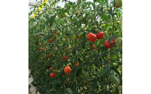 ＜2026年1月下旬～発送＞旬の濃旨フルーツトマト3kg 糖度8～10度 大小混合 詰め合わせ