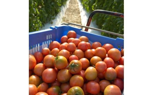 ＜2026年1月下旬～発送＞旬の濃旨フルーツトマト3kg 糖度8～10度 大小混合 詰め合わせ