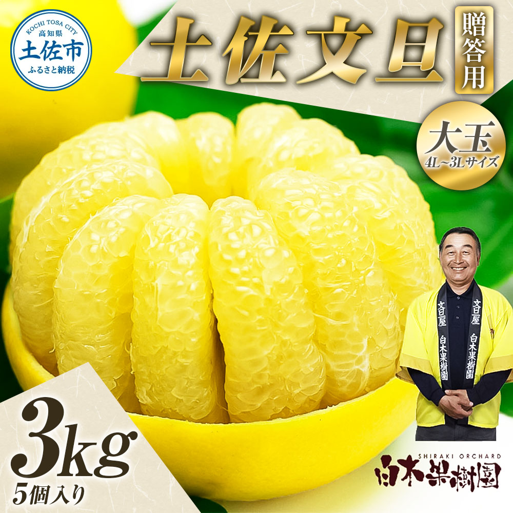 【果樹園直送】土佐文旦 特選品贈答用 約3kg 3L～4Lサイズ 5個入り 大玉